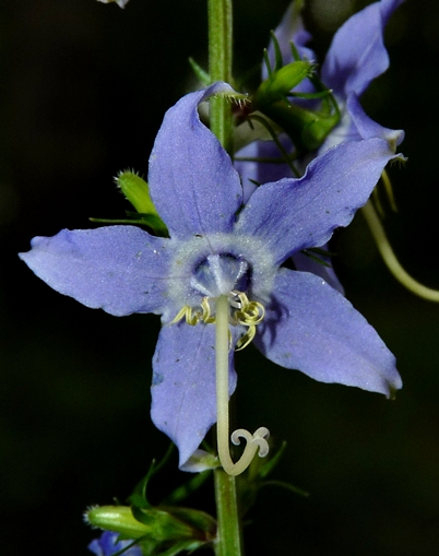 {Campanula americana}
